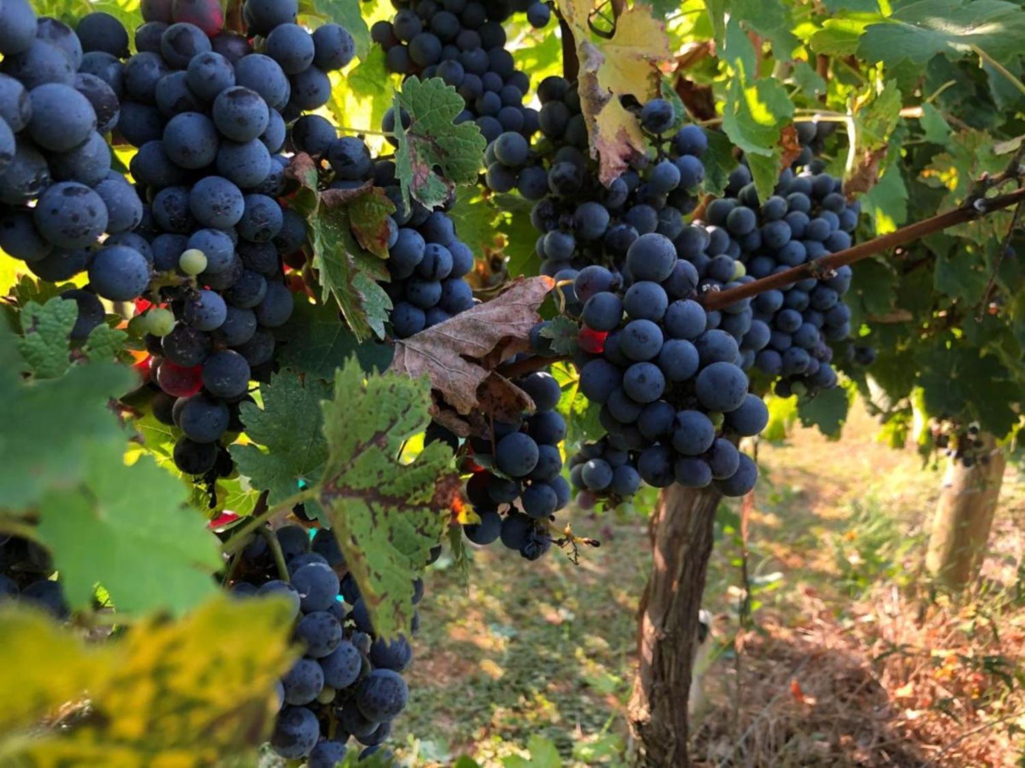 Hotel Borgo Syrah Cortona Exterior foto